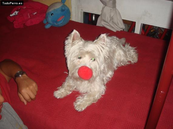 Foto del perro Speak