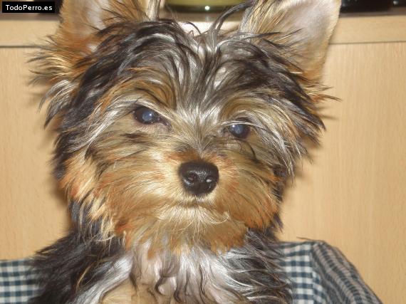 Foto del perro Peluche