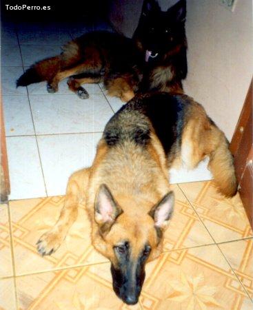 Foto del perro Mandy