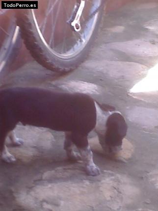 Foto del perro Chacho