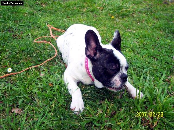 La foto del perro Gina Foto del perro Gina