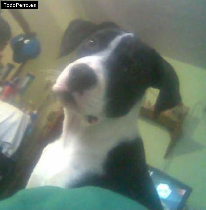 Foto del perro Ruso