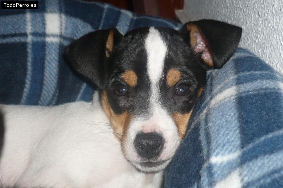 Foto del perro Pepa