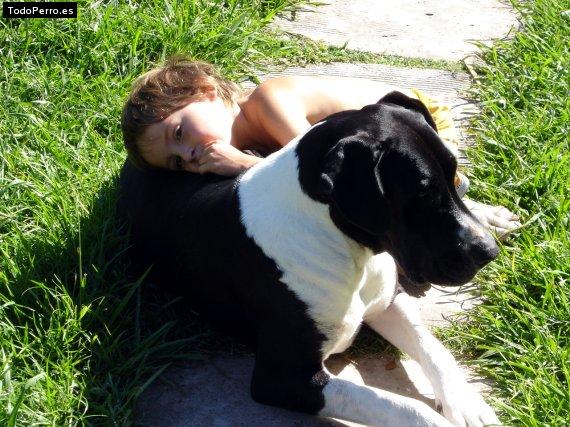 La foto del perro Leila Foto del perro Leila