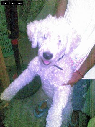 La foto del perro Wualy Foto del perro Wualy