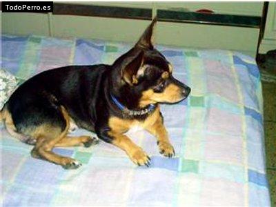 Foto del perro Bingo