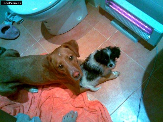 Foto del perro Marley y roxy