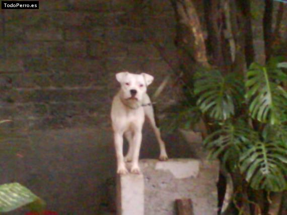 Foto del perro Chata