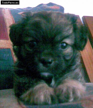 Foto del perro Ramiro