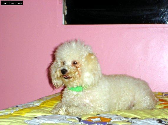 La foto del perro Leia Foto del perro Leia