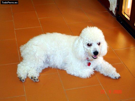 Foto del perro Sashy