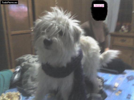 Foto del perro Chikis