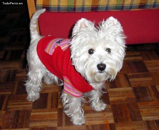 Foto del perro Camy