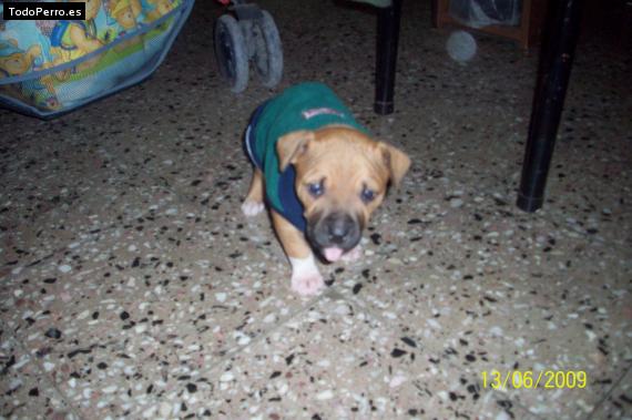 Foto del perro Uma