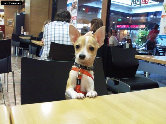 Foto del perro Eddy