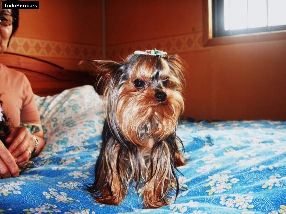 Foto del perro Piñon