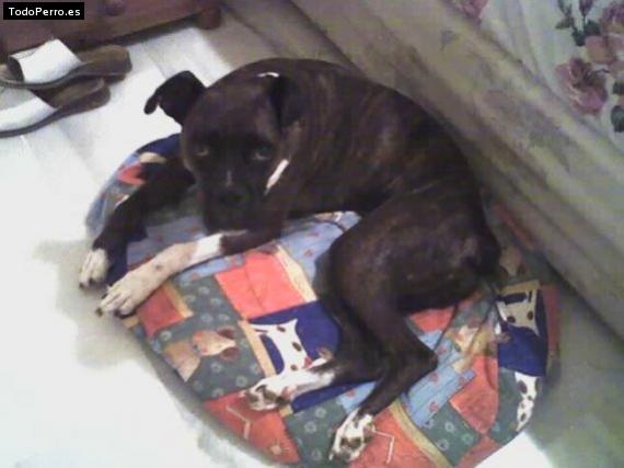 Foto del perro Nana