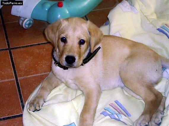 La foto del perro Gipsy Foto del perro Gipsy