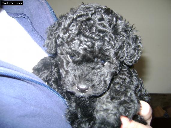 Foto del perro Renata