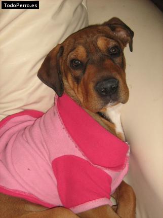 Foto del perro Winny