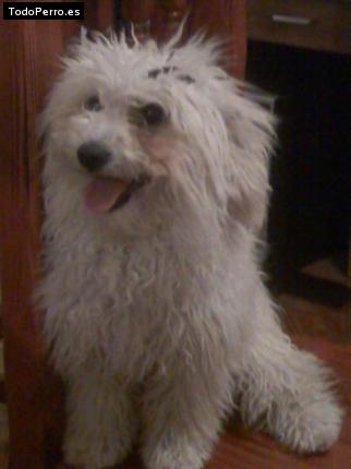 La foto del perro Iris Foto del perro Iris