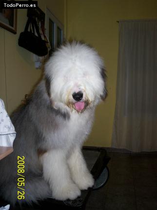 La foto del perro Ulises Foto del perro Ulises