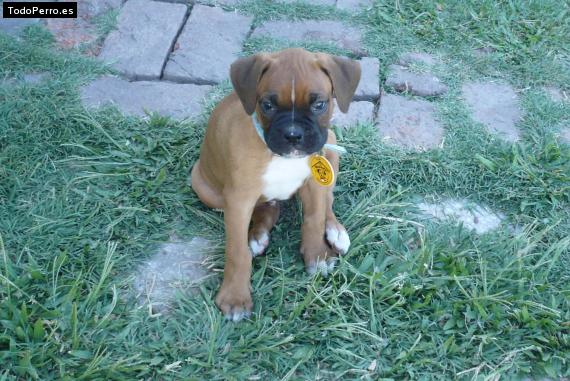 La foto del perro Homero Foto del perro Homero