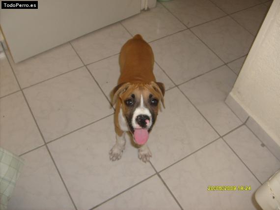 Foto del perro Cabo