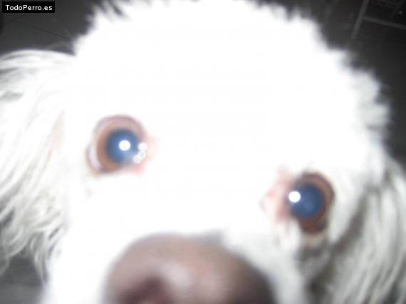 La foto del perro Ivi Foto del perro Ivi