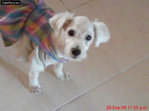 Foto del perro Chikiz