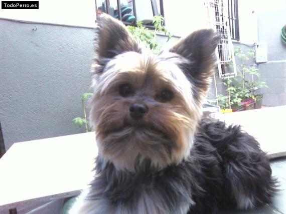 La foto del perro