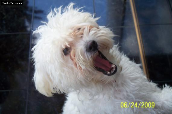 Foto del perro Candy