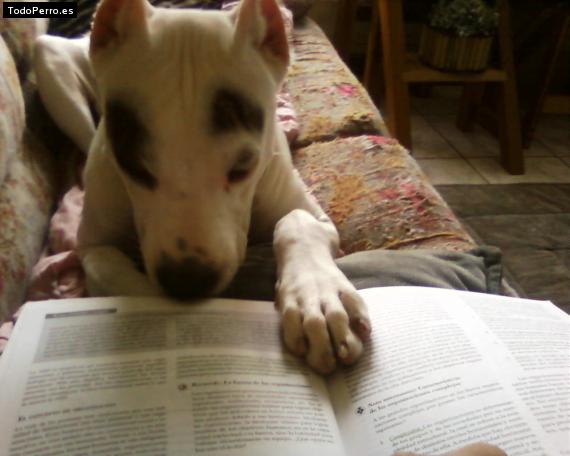 La foto del perro