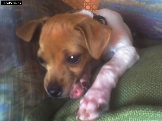 Foto del perro Caly