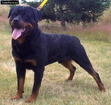 Foto del perro Tyzon