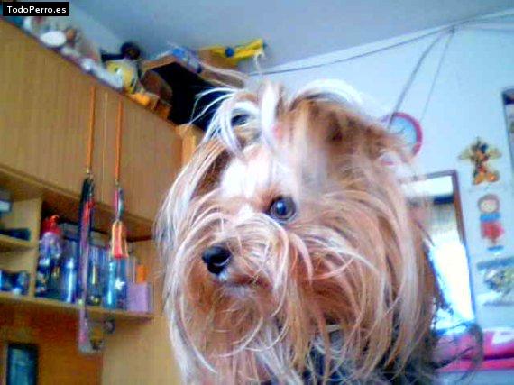 Foto del perro Simba