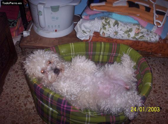Foto del perro Chispita