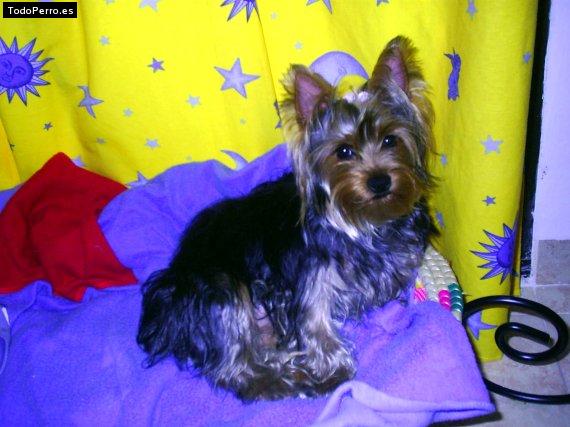 La foto del perro Kora Foto del perro Kora