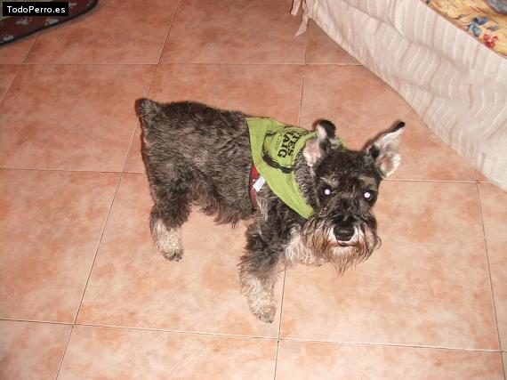 La foto del perro