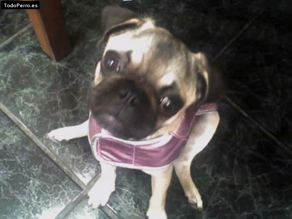 La foto del perro Reyna Foto del perro Reyna