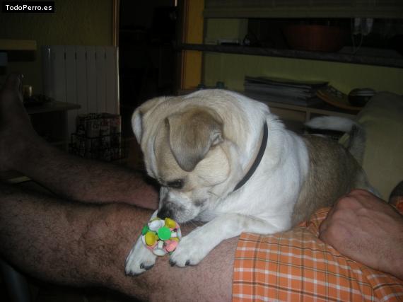 Foto del perro Jerry