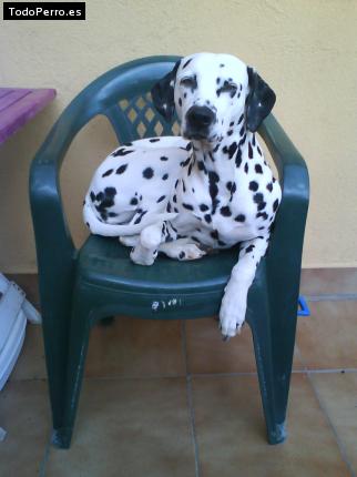 Foto del perro Cris