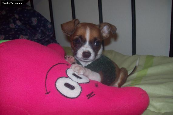 Foto del perro Hasho