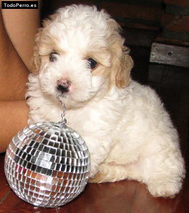 Foto del perro Cooper