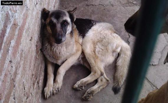 Foto del perro Blacky