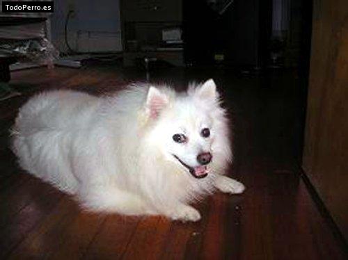 Foto del perro Baby 