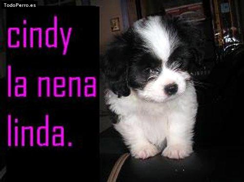 Foto del perro Cindy