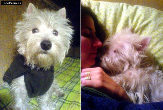 La foto del perro