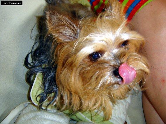 La foto del perro Eder Foto del perro Eder