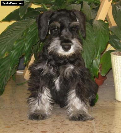 La foto del perro Enano Foto del perro Enano